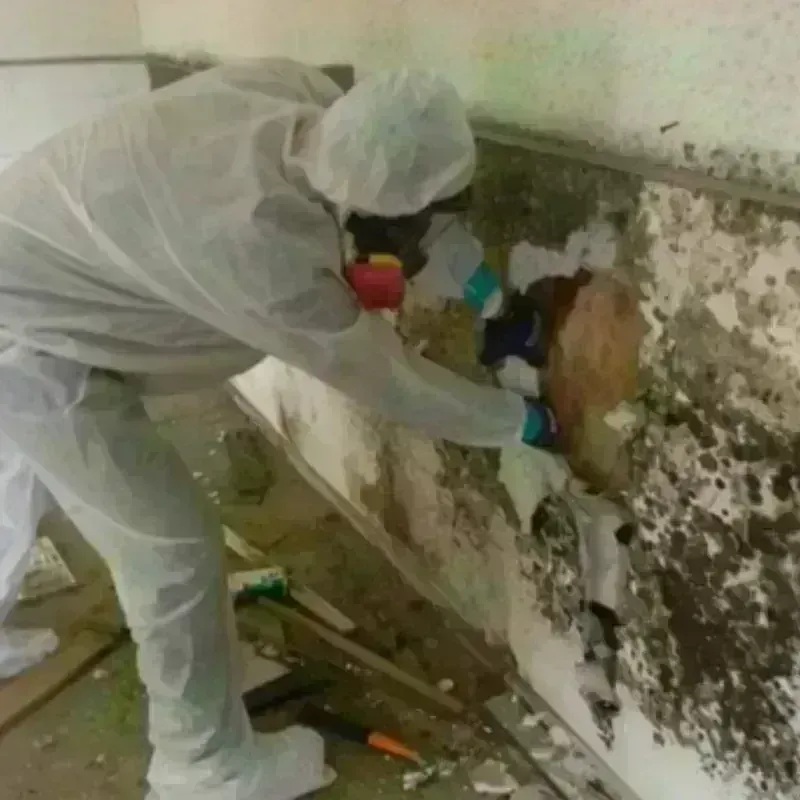 Mold Remediation and Removal in Marlboro County, SC